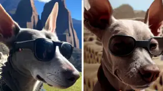 Ministerio de Cultura lanza singular campaña con un perrito llamado "Patri" y se hace viral