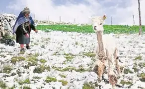 Ayacucho perdió miles de hectáreas de cultivo y cabezas de alpaca por fenómenos climáticos