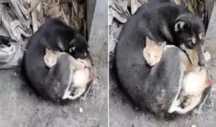 Turquía: imágenes de un perro y un gato abrazos tras devastador terremoto recorre el mundo