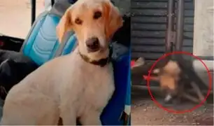 Emboscada en el Vraem: perro de un agente policial también falleció en el atentado narcoterrorista