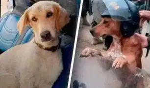 "¡Honor y gloria para Marquitos!": PNP rinde homenaje a perro policía asesinado en el Vraem