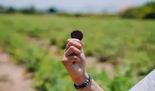 “BerryCookies”: la galleta de arándano ideal para personas con diabetes y veganos