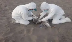 Arequipa: Serfor intensifica protocolos sanitarios tras detectar gripe aviar en lobos marinos