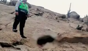 Huacho: Delincuente muere tas caer de un cerro cuando intentaba huir luego de asaltar a un vehículo