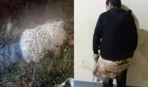 Reo boliviano intenta escapar de cárcel de máxima seguridad disfrazado de oveja