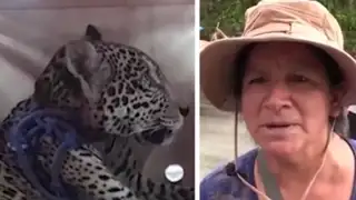 Puerto Maldonado: Mujer entrega a bebé jaguar que adoptó tras encontrarlo en su vivienda