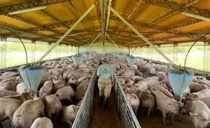 Porcicultores perdieron S/ 60 millones debido a la conflictividad en el país