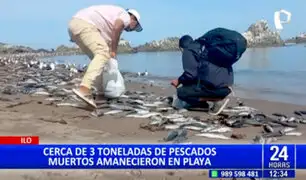 Ilo: hallan alrededor de 3 toneladas de pescado muerto en litoral de playa