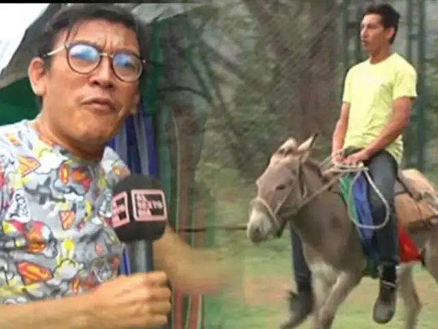 Asombrosa carrera de burros causa sensación en Piura
