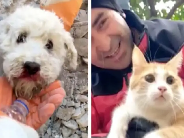 Terremoto en Turquía: Rescatan a mascotas atrapadas bajo escombros