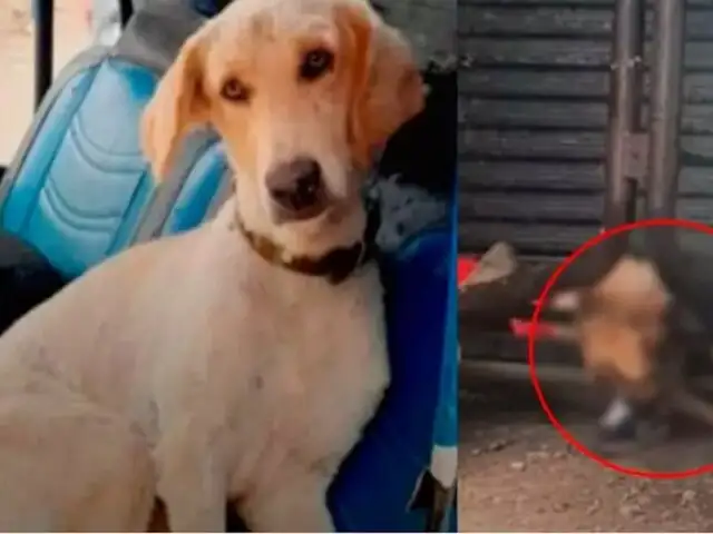 Emboscada en el Vraem: perro de un agente policial también falleció en el atentado narcoterrorista