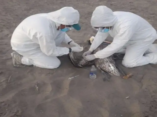 Arequipa: Serfor intensifica protocolos sanitarios tras detectar gripe aviar en lobos marinos