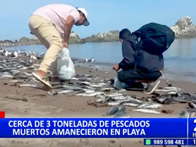 Ilo: hallan alrededor de 3 toneladas de pescado muerto en litoral de playa