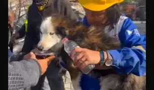 ¡INCREÍBLE! Rescatan a perro atrapado tres semanas después del terremoto en Turquía
