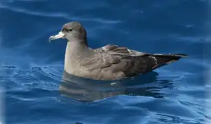Plasticosis: Descubren nueva enfermedad en aves marinas provocada por la ingesta de plástico