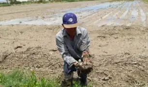 Agricultores piden ayuda: desbordes de ríos y huaicos destruyen hectáreas de cultivo en Ica