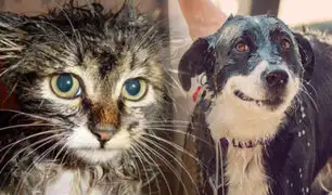 Cieneguilla: Realizan campaña veterinaria para atender a mascotas afectadas por huaicos