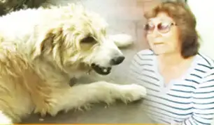Esta es la historia de “Paquito”, un perrito con epilepsia que necesita ayuda