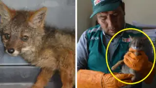 Áncash: Rescatan a zorrito bebé que era criado como mascota, en cautiverio