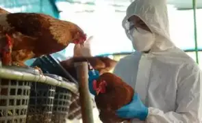 Chile reporta primer caso de gripe aviar en humano dentro de su territorio