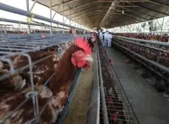 Perú en alerta ante posibilidad de que se presenten casos de gripe aviar en humanos