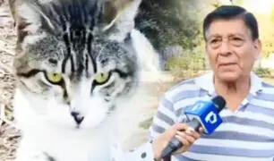 Vecinos de SMP denuncian que parque está invadido por gatos abandonados