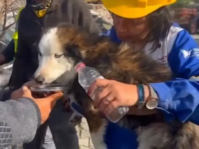 ¡INCREÍBLE! Rescatan a perro atrapado tres semanas después del terremoto en Turquía