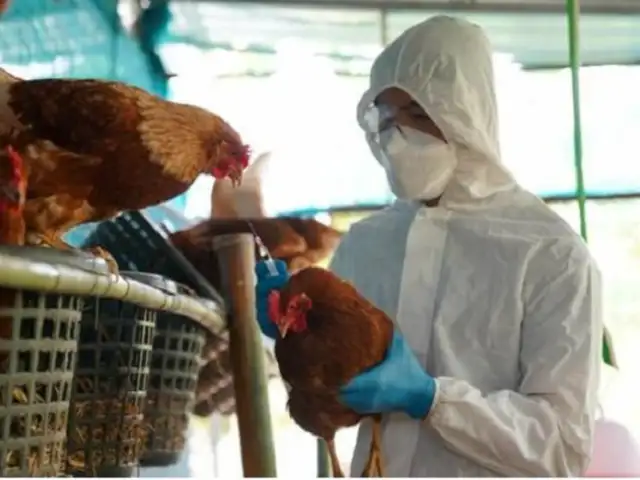 Aprueban lineamientos para la vacunación contra influenza aviar en aves de domésticas