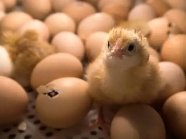 Gobierno importará 17 millones de huevos fértiles para asegurar producción de pollo
