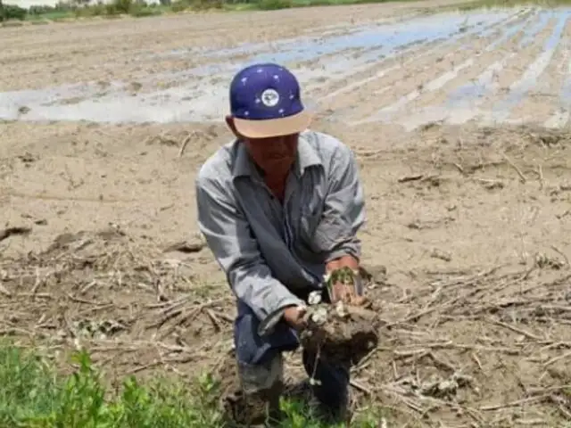 Agricultores piden ayuda: desbordes de ríos y huaicos destruyen hectáreas de cultivo en Ica