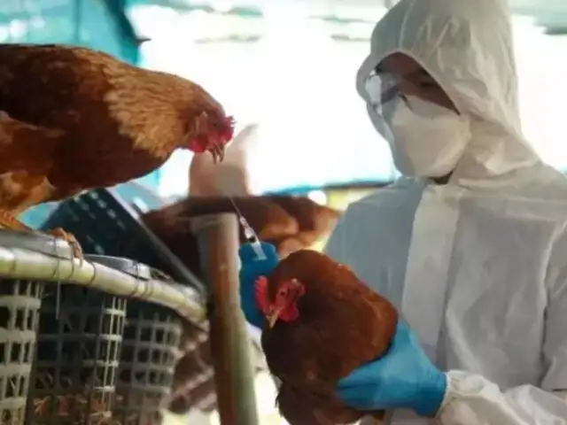 Chile reporta primer caso de gripe aviar en humano dentro de su territorio