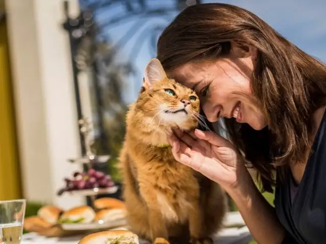Hemobartonelosis felina: ¿Cómo prevenir uno de los virus más graves que afectan a los gatos?