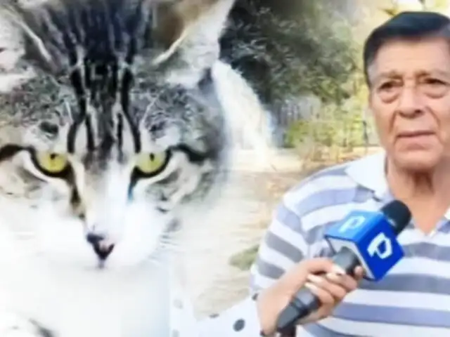 Vecinos de SMP denuncian que parque está invadido por gatos abandonados