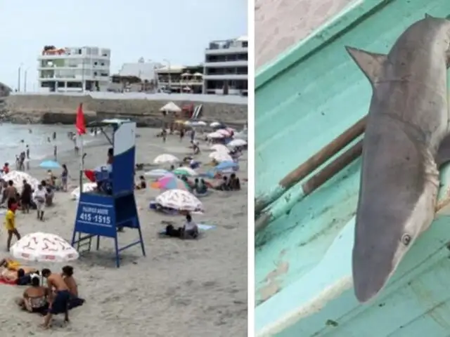 Tiburones en Lima: Reportan presencia de peligrosos depredadores en playas de la capital