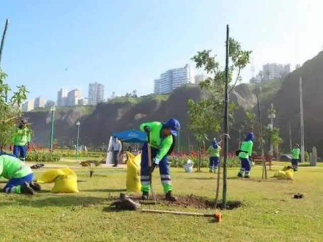Desde San Miguel hasta Chorrillos: Minam anuncia plantación de árboles en la Costa Verde