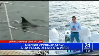 Costa Verde: Delfines son captados constantemente muy cerca a la orilla