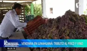 Vendimia en Lunahuaná: tributo y celebración por cosecha de uvas para pisco y vino