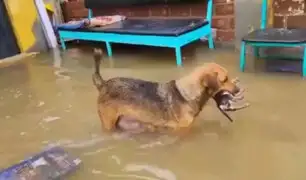 Perrita intenta rescatar a sus cachorros de inundación, pero ya estaban muertos