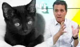 La faceta desconocida del exministro de Economía Alonso Segura en favor de los gatos