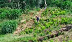 Loreto: narcoterroristas obligan a pobladores de distintas comunidades a sembrar hoja de coca