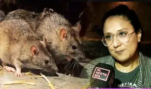 Invasión de ratas en Pueblo Libre enciende las alarmas