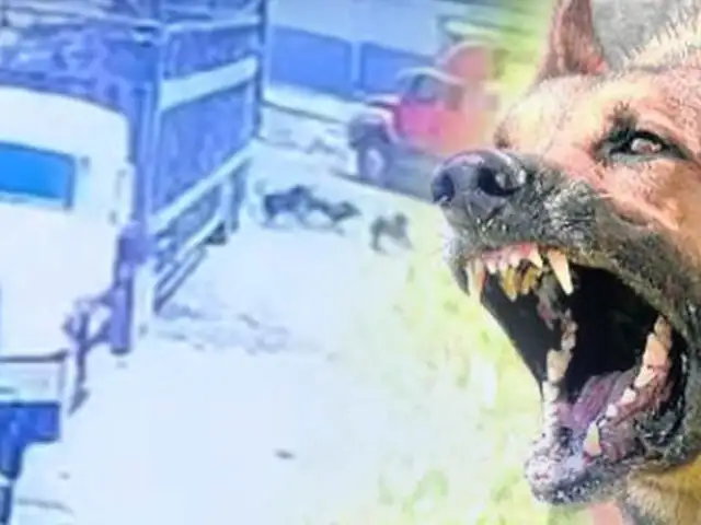 Los perros que mataron a un vigilante en Chiclayo serían sacrificados