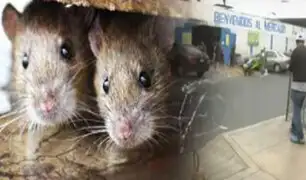 Plaga de ratas atemoriza a vecinos en Surco