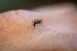 5 cosas que deberías de conocer sobre el zancudo transmisor del dengue