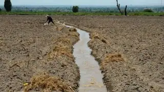 Fenómeno El Niño: declaran en estado de emergencia 131 distritos por déficit hídrico