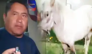 Rescatan a un pony que deambulaba por una calle en Arequipa