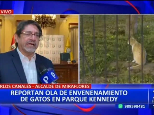 Alcalde de Miraflores rechaza que el Municipio esté envenenando gatos del Parque Kennedy