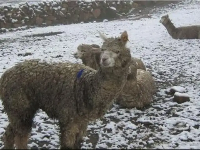 ¡Arequipa en alerta! 200 alpacas mueren por bajas temperatura y nevadas