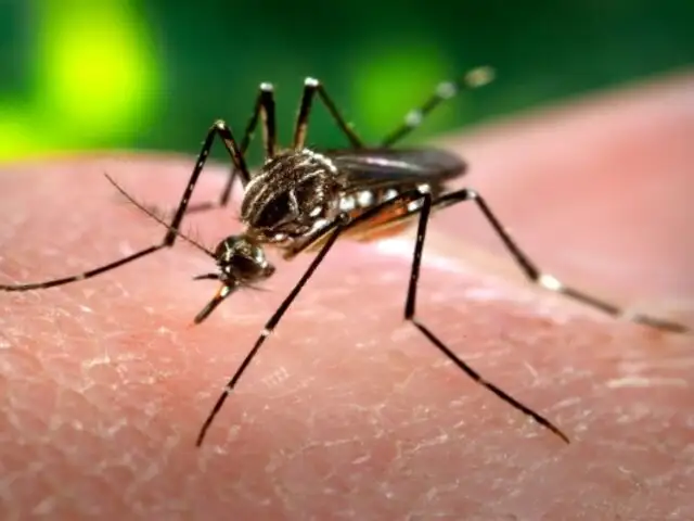 Piura: escolares vuelven a clases virtuales tras muerte de estudiante por dengue