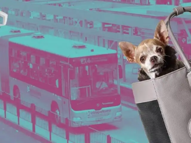 Mascotas son bienvenidas a viajar en el Metropolitano: entérate sobre las recomendaciones aquí